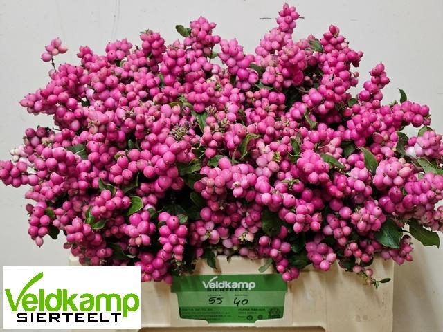 <h4>SYMPHO MAG RUB GIANT</h4>