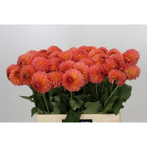 Dahlia Santa Lucia