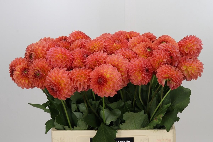 <h4>Dahlia Santa Lucia</h4>