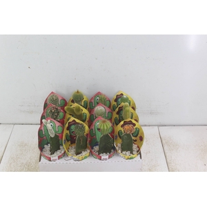 CACTUS ENXERTADO P07