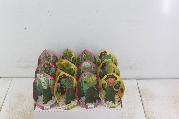 <h4>CACTUS ENXERTADO P07</h4>