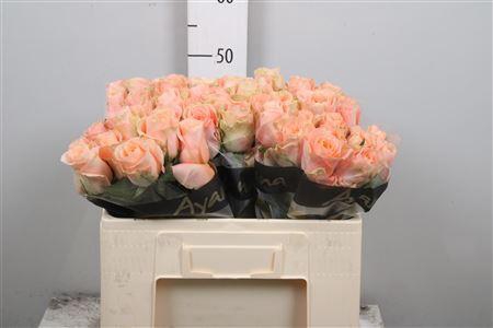 <h4>R Gr Charming Reeva</h4>