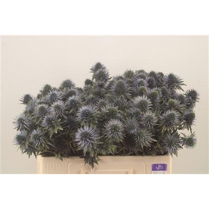 Eryngium Scorpiu Questar