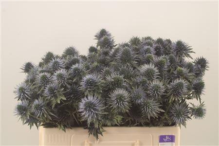 <h4>Eryngium Scorpiu Questar</h4>