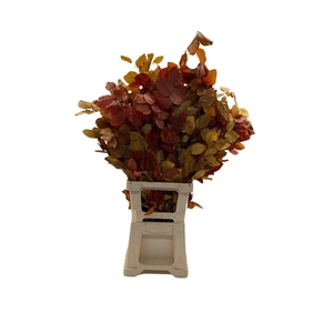 Beukenblad Gestab. Autumn