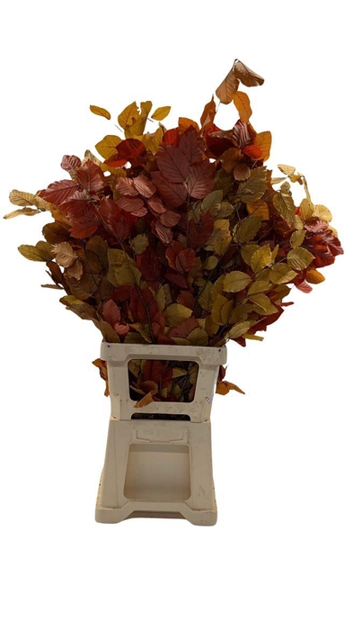 <h4>Beukenblad Gestab. Autumn</h4>