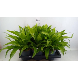 Asplenium antiquum
