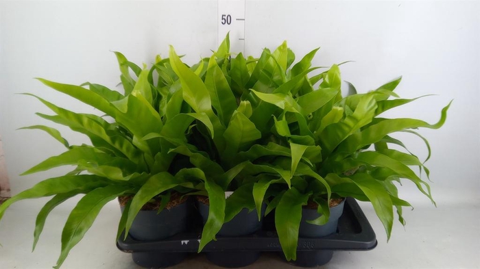 <h4>Asplenium antiquum</h4>