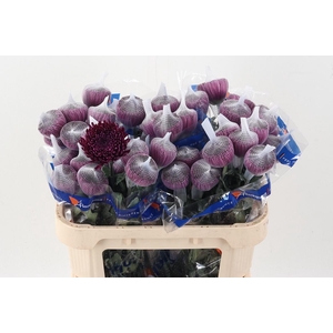 Chr G Gavira Burgundy