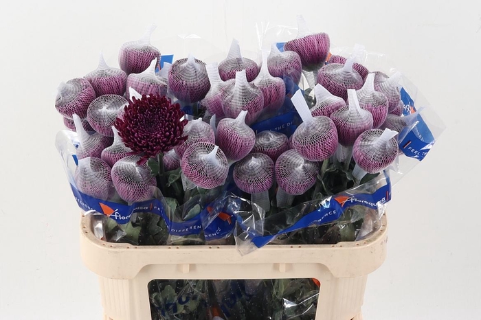 <h4>Chr G Gavira Burgundy</h4>