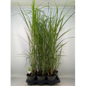 Miscanthus giganteus