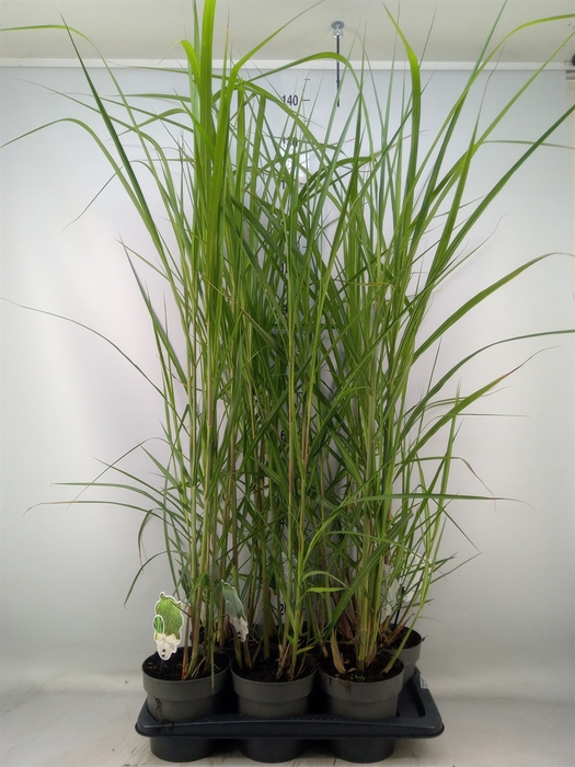 <h4>Miscanthus giganteus</h4>