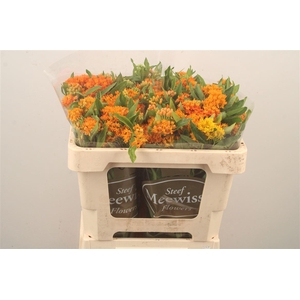 Asclepia Tuberosa Orange