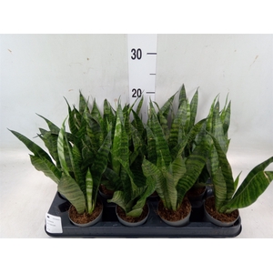 Sansevieria trifa. 'Black Coral'