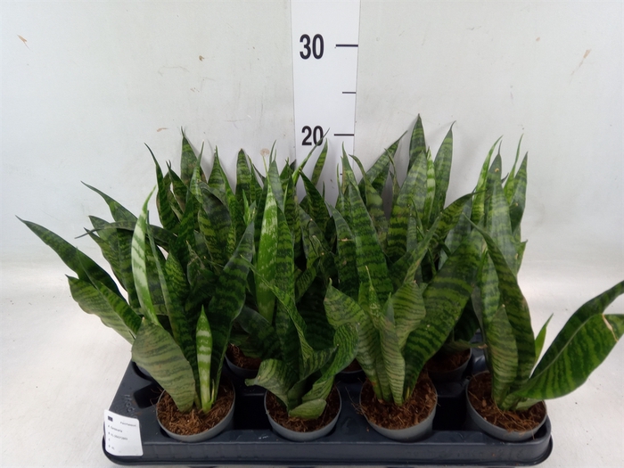 <h4>Sansevieria trifa. 'Black Coral'</h4>