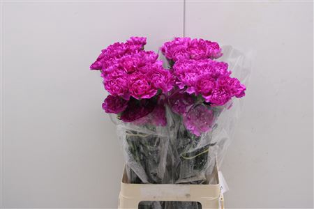 <h4>Di St Tiepolo Fuchsia</h4>