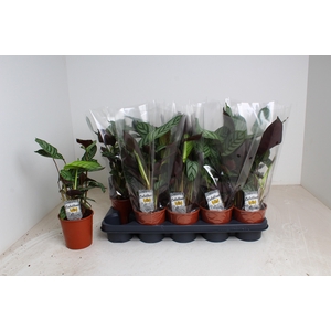 CTENANTHE COMPACTSTA