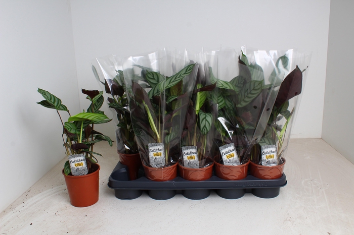 <h4>CTENANTHE COMPACTSTA</h4>