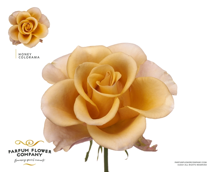 <h4>Rosa Meilland Honey Colorama</h4>