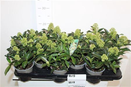 <h4>Skim Ja Godrie Dwarf 5+</h4>