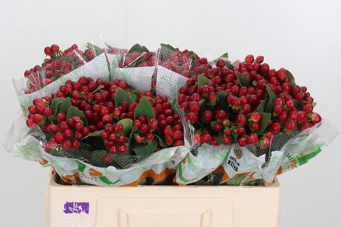 <h4>Hyp Mag Lightning</h4>