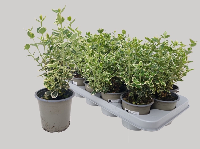 <h4>EUONYMUS F EM GAIETY</h4>