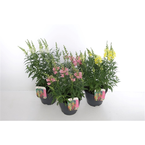 <h4>Antirrhinum Sonnet mix</h4>