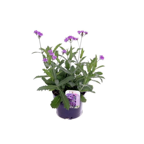 <h4>Verbena rigida Santos</h4>