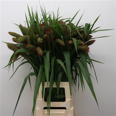 <h4>Setaria Italica Red Extra</h4>