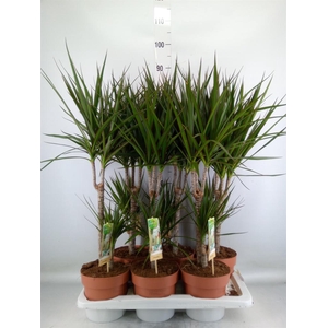 Dracaena marg.