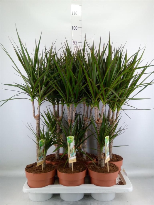 <h4>Dracaena marg.</h4>