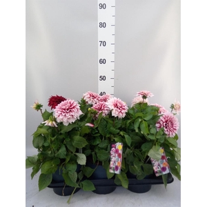 Dahlia DE 'Labella Grande RedWhite'