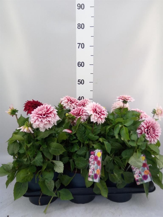 <h4>Dahlia DE 'Labella Grande RedWhite'</h4>