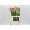 Nerine Vesta K