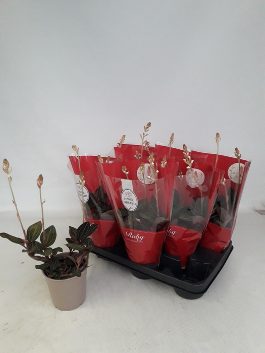 <h4>LUD DISCOLOR</h4>