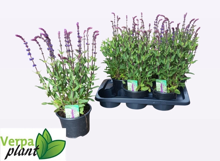 <h4>SALVIA NEMOROSA</h4>