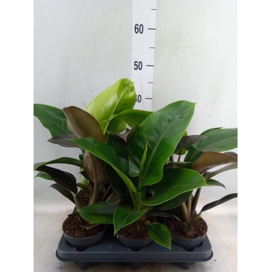Philodendron  'Imperial Green'