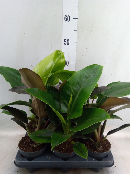 <h4>Philodendron  'Imperial Green'</h4>