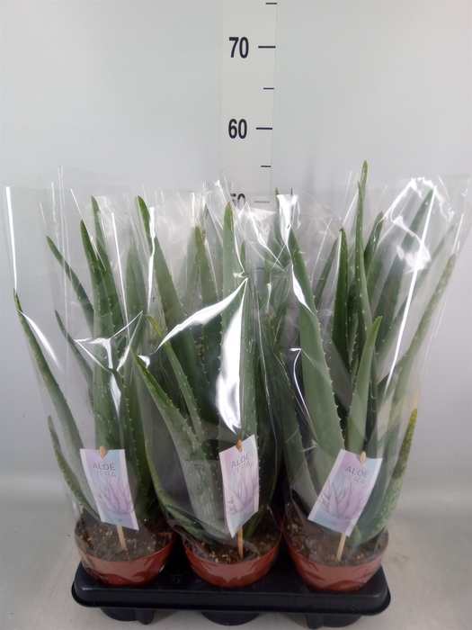 <h4>Aloe vera</h4>
