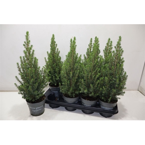 Picea Gl Perfecta