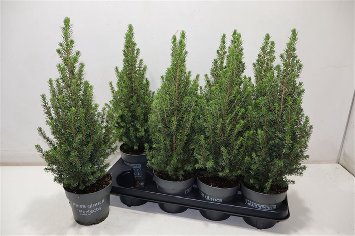 <h4>Picea Gl Perfecta</h4>