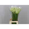Nerine White Charm