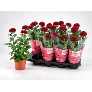Chrysanthemum Supernova Red