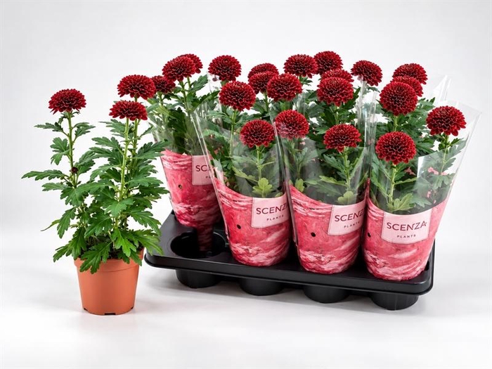 <h4>Chrysanthemum Supernova Red</h4>