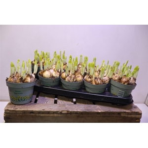 arr8 Narc O Tete A Tete