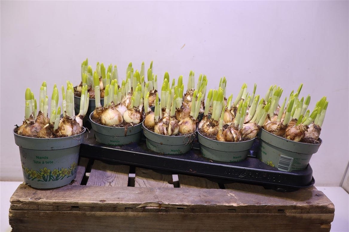 <h4>arr8 Narc O Tete A Tete</h4>