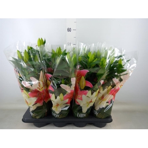 Lilium ori.  'Sunny Martinique'