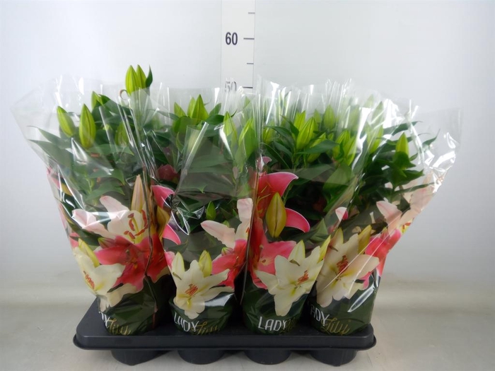 <h4>Lilium ori.  'Sunny Martinique'</h4>