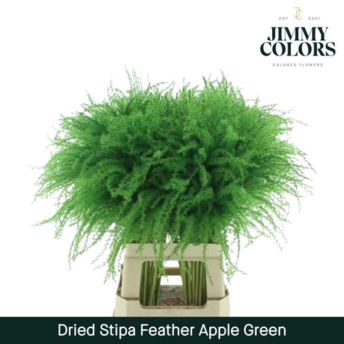 <h4>Dried Stipa Feather Apple Green</h4>