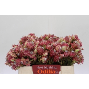 Blushing Bride Pink 6/9 Flowers